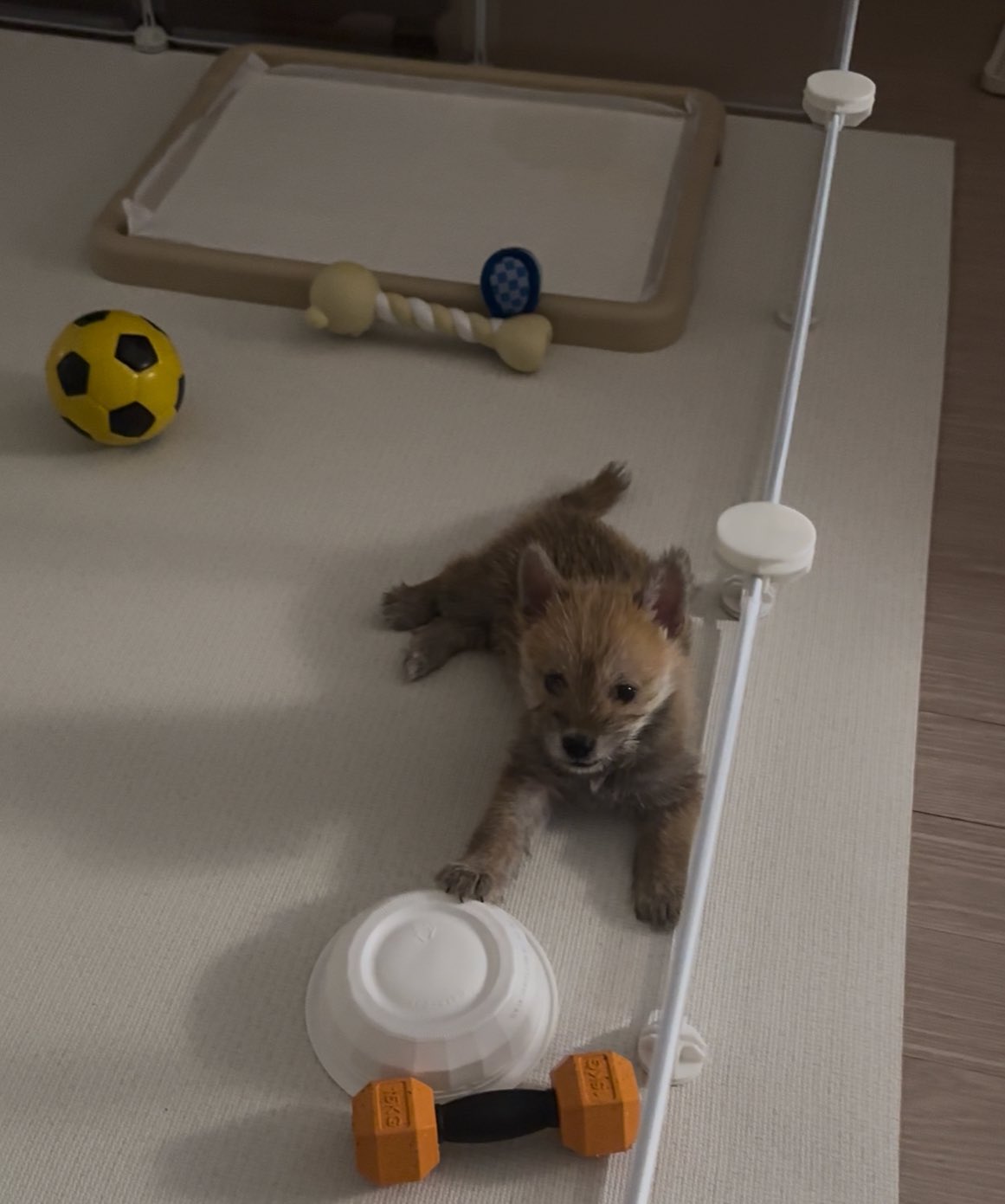 어느-학교-앞에-버려져-스티로폼-박스에-담겨-왔던-가나디.twt-33-이미지