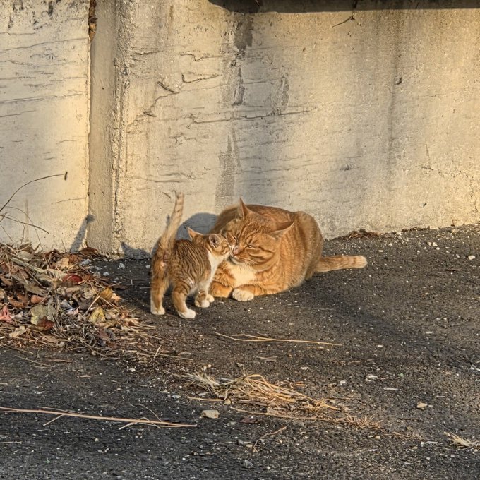치즈냥이-가족-3-이미지
