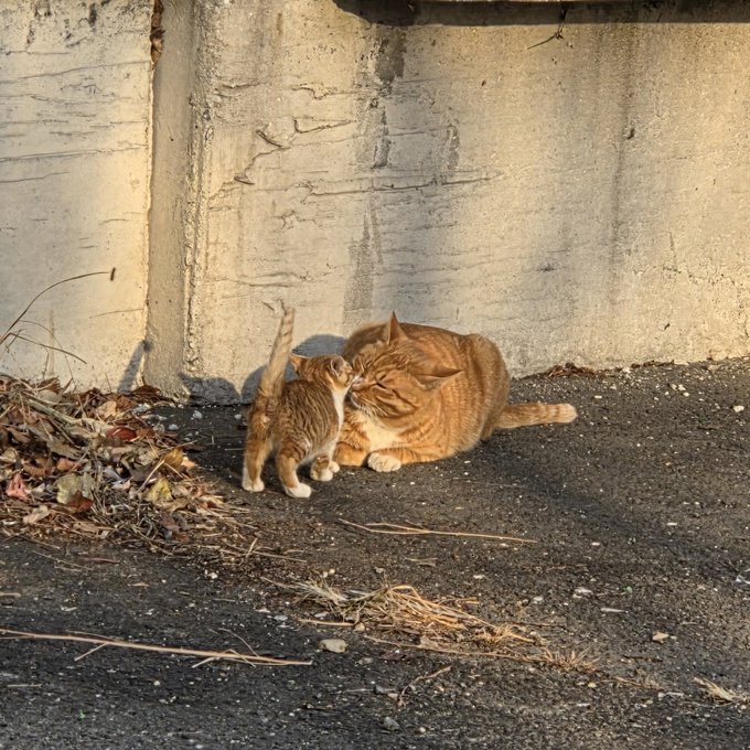 치즈냥이-가족-2-이미지