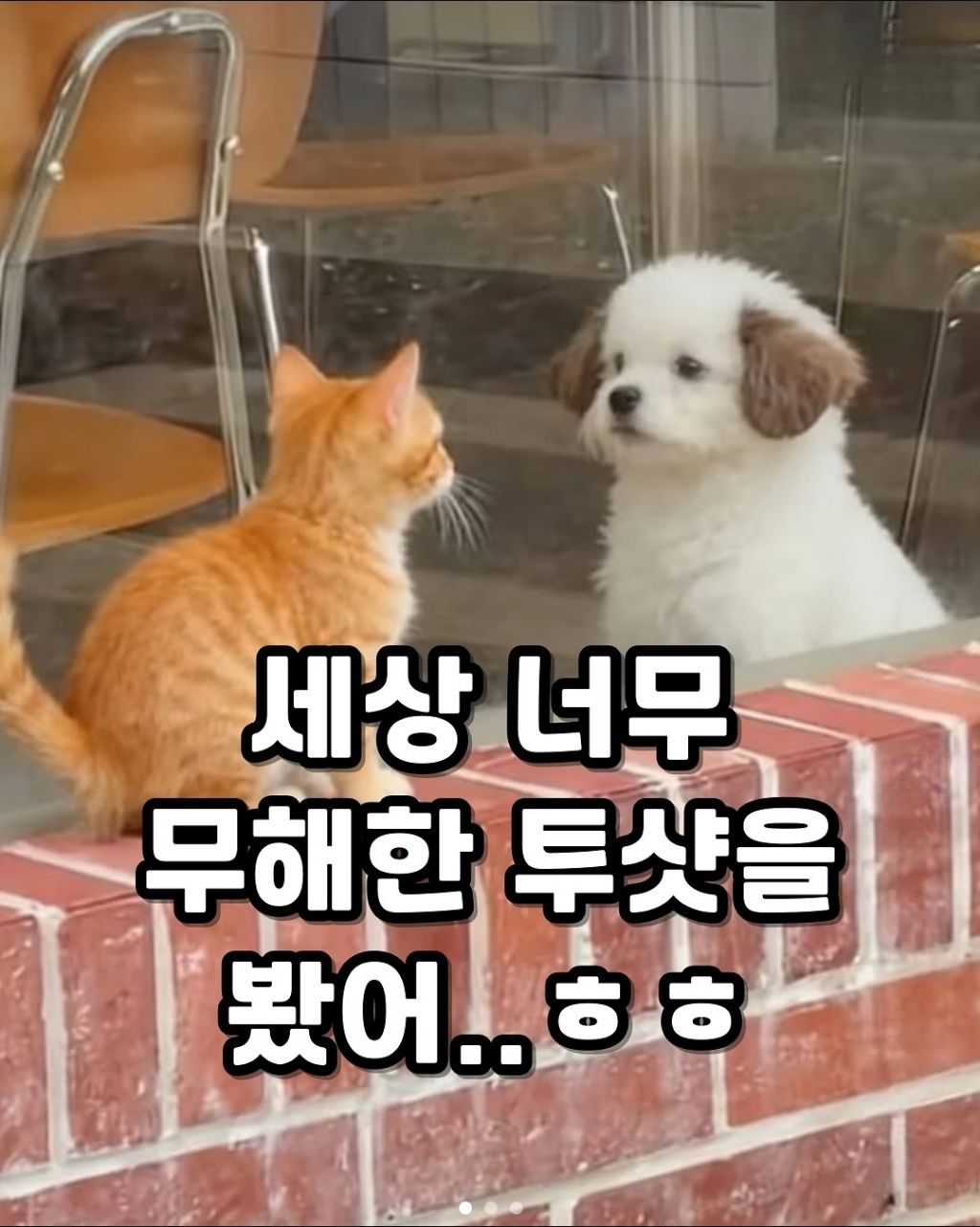 세상-무해한-투샷.jpg-0-이미지