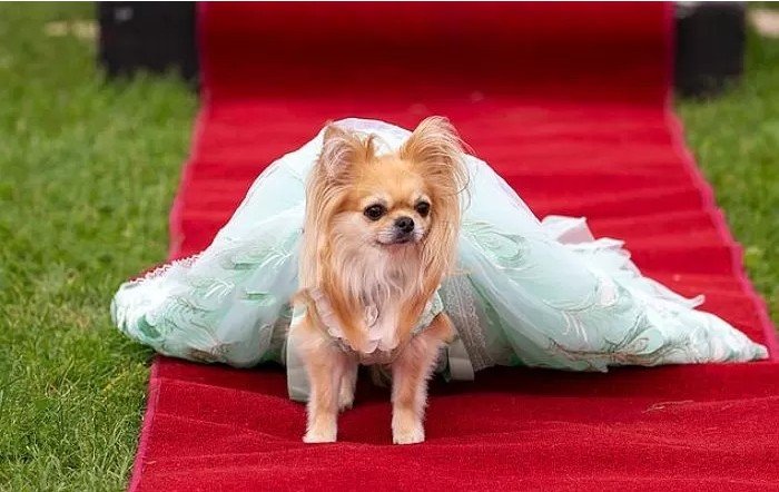 영국에서-열린-자기가-예쁜거-아는-800마리-치와와-미인-대회-0-이미지