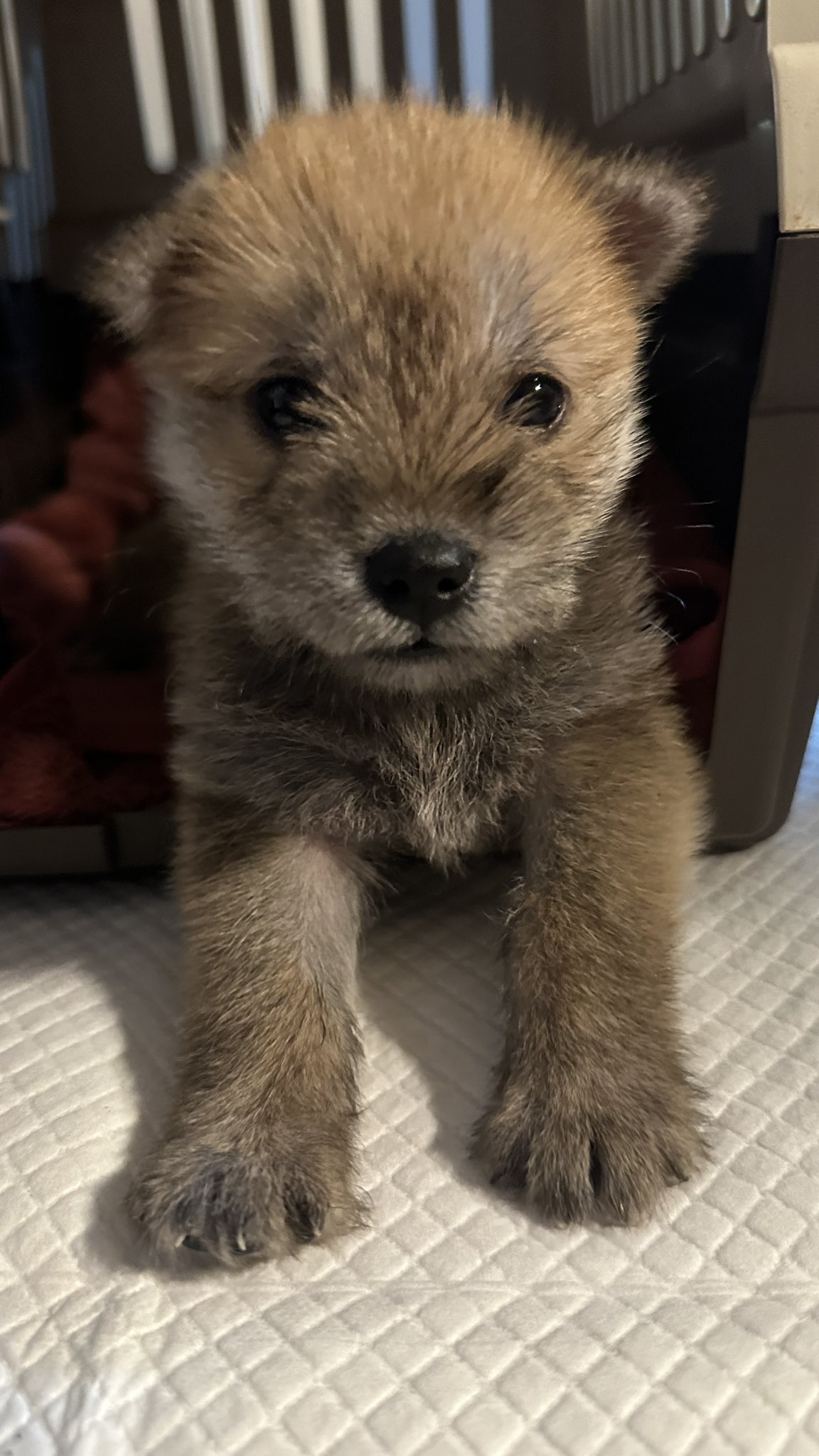 어느-학교-앞에-버려져-스티로폼-박스에-담겨-왔던-가나디.twt-51-이미지