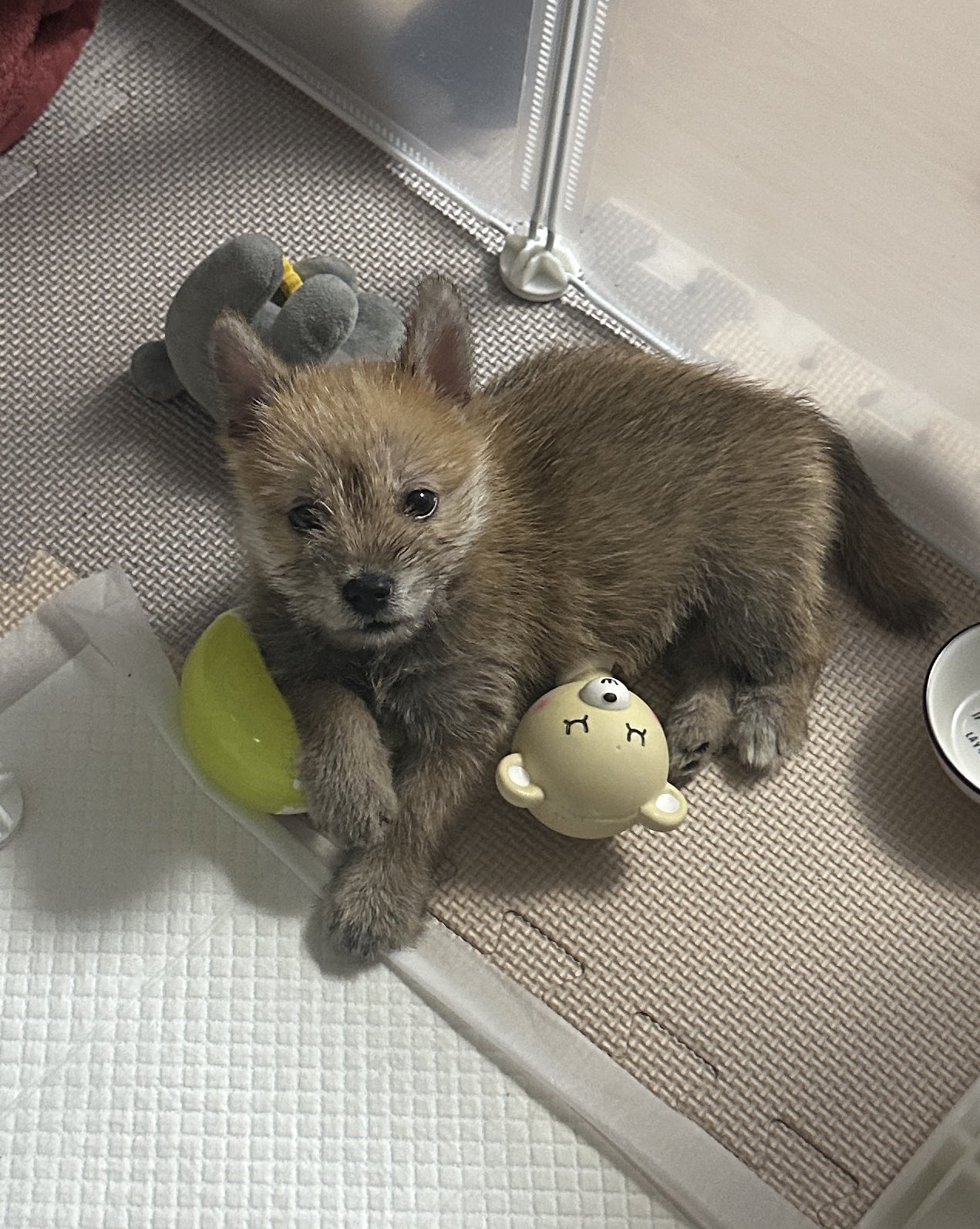 어느-학교-앞에-버려져-스티로폼-박스에-담겨-왔던-가나디.twt-21-이미지