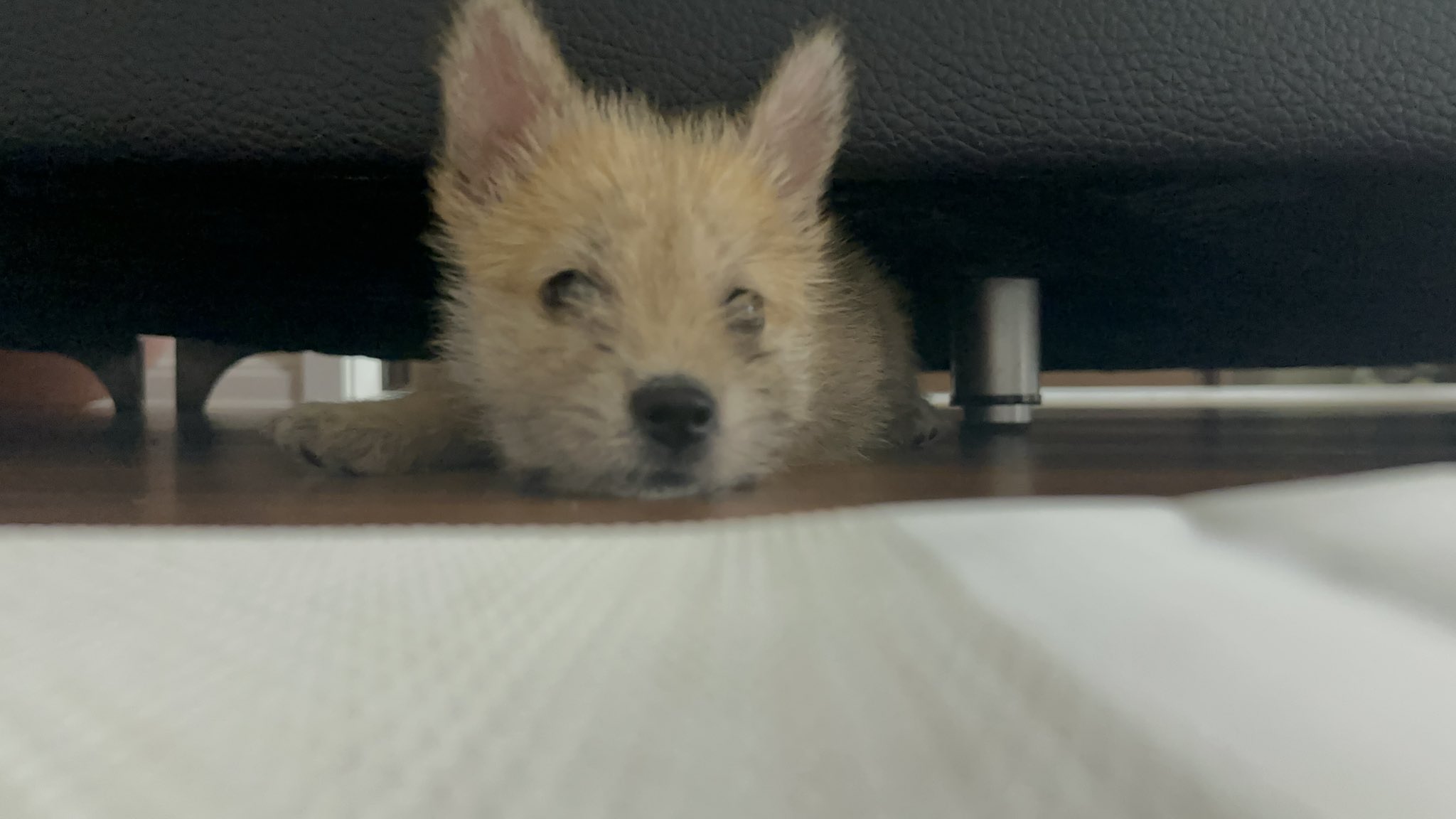 어느-학교-앞에-버려져-스티로폼-박스에-담겨-왔던-가나디.twt-48-이미지