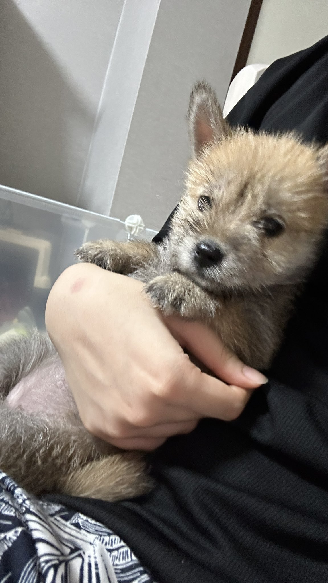 어느-학교-앞에-버려져-스티로폼-박스에-담겨-왔던-가나디.twt-22-이미지