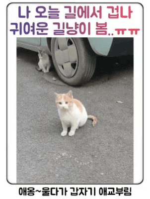 나-오늘-길에서-겁나-귀여운-길냥이-봄..ㅠㅠ-0-이미지