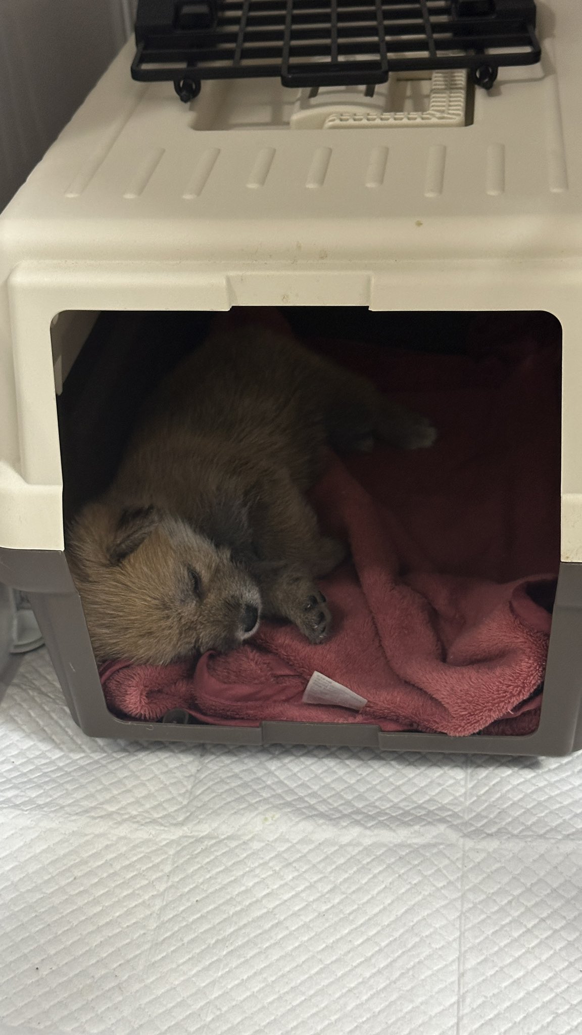 어느-학교-앞에-버려져-스티로폼-박스에-담겨-왔던-가나디.twt-4-이미지