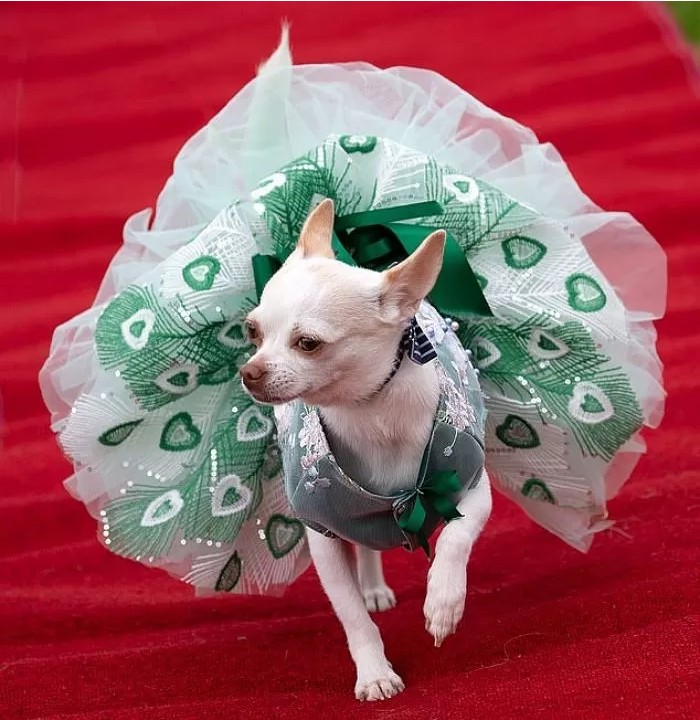 영국에서-열린-자기가-예쁜거-아는-800마리-치와와-미인-대회-19-이미지