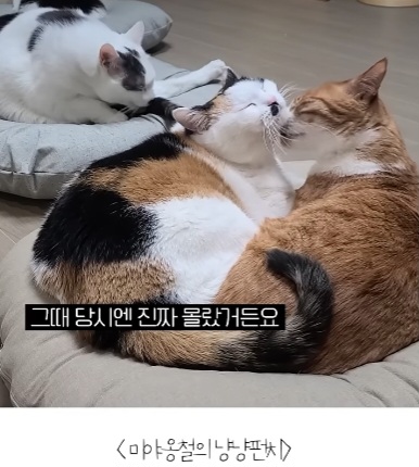 길고양이를-12년간-임보한-사람-7-이미지