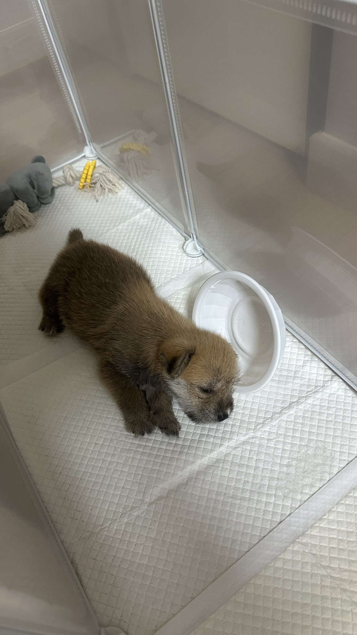 어느-학교-앞에-버려져-스티로폼-박스에-담겨-왔던-가나디.twt-3-이미지