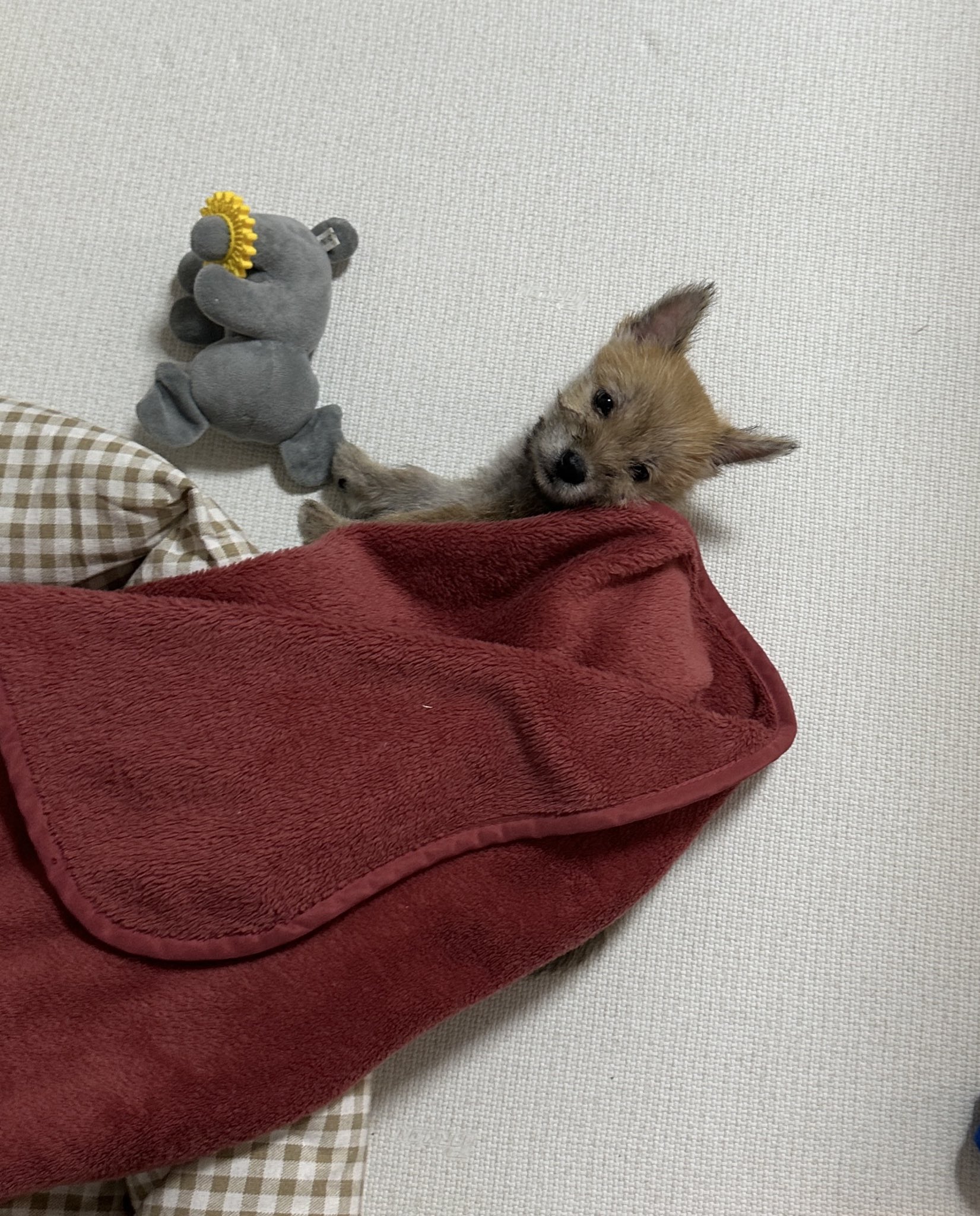 어느-학교-앞에-버려져-스티로폼-박스에-담겨-왔던-가나디.twt-37-이미지