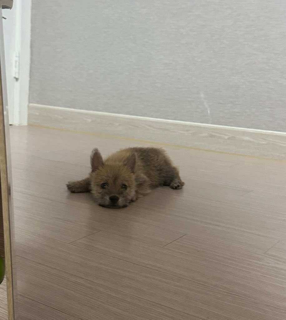 어느-학교-앞에-버려져-스티로폼-박스에-담겨-왔던-가나디.twt-28-이미지