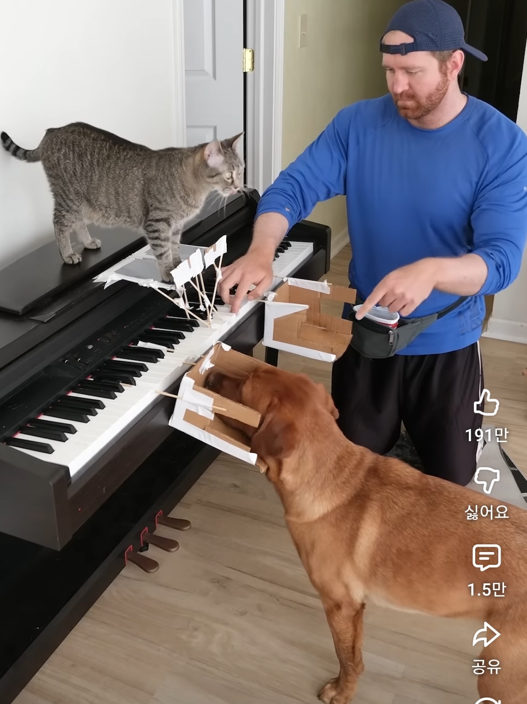 고양이와-개의-뇌가-어떻게-작동하는지-보여주는-완벽한-예시-0-이미지