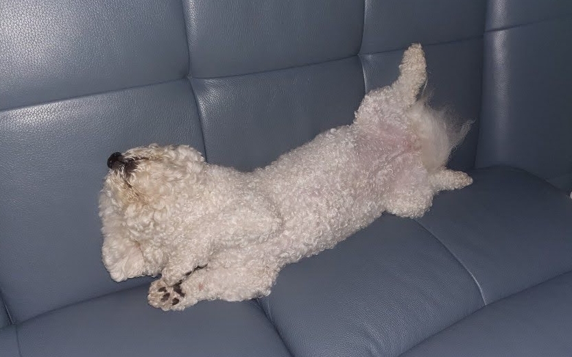 댓글-5000개-달렸던-"쌀밥을-넘-많이-해서-넘쳤어.-ㅠㅠ"-5-이미지