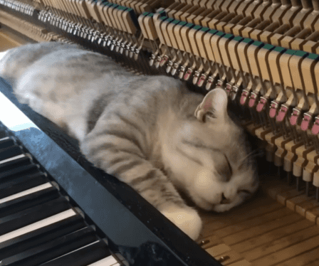 피아노-연주-VVIP-석에서-꼼짝앉는-킹냥이-0-이미지
