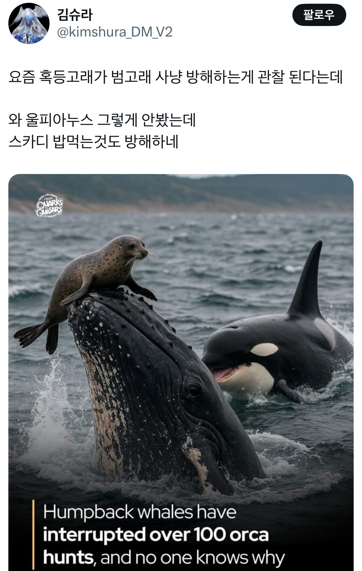 요즘-혹등고래가-범고래-사냥-방해하는게-관찰-된다는데.twt-0-이미지