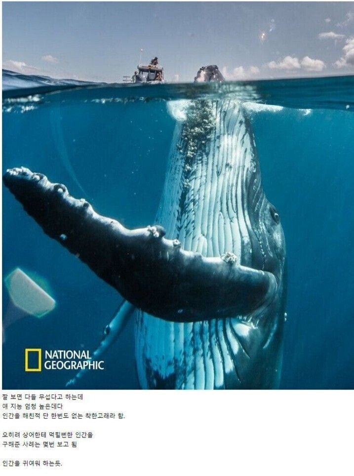 배타고-나갔다가-만난-'혹등고래'-3-이미지