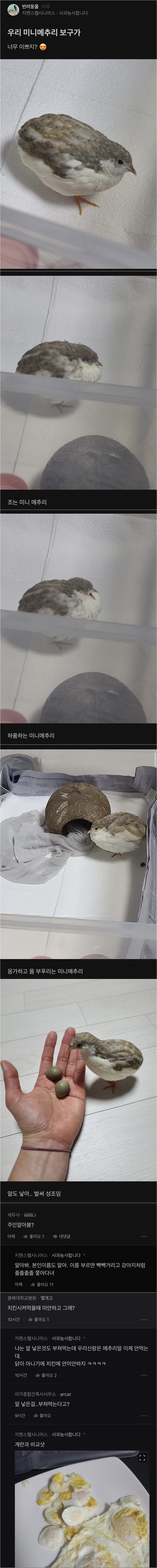 메추리-기르는-블라인드인-1-이미지