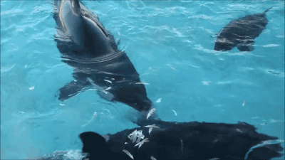 범고래가-얼마나-똑똑한-애들인지-알려주는-사건.gif-1-이미지