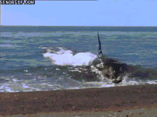 범고래가-얼마나-똑똑한-애들인지-알려주는-사건.gif-3-이미지