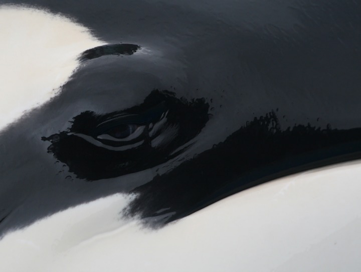 범고래가-얼마나-똑똑한-애들인지-알려주는-사건.gif-6-이미지