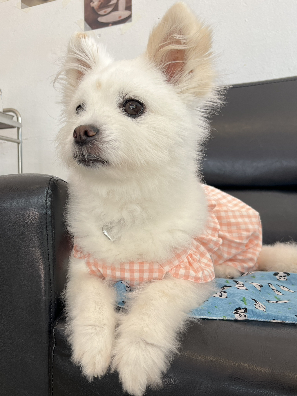 주댕이-털-면도했는데-이거-어캄?!!!-47-이미지