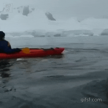 배타고-나갔다가-만난-'혹등고래'-2-이미지