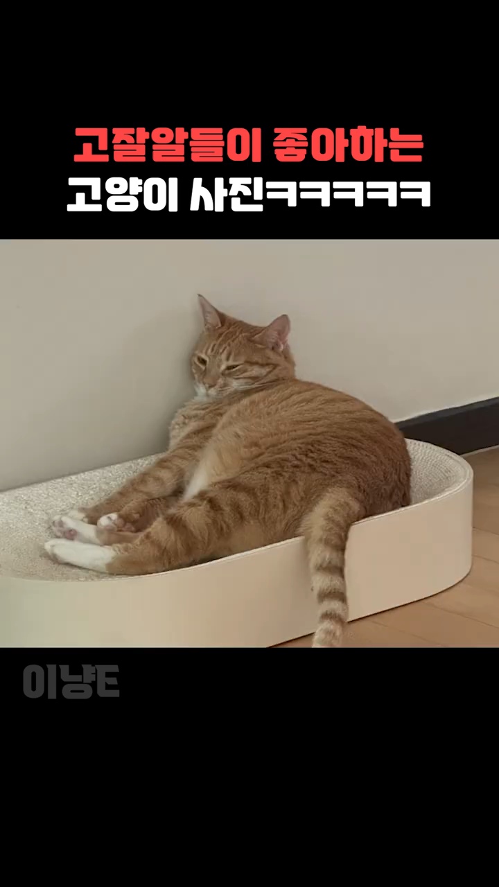 고알못들이-좋아하는-고양이-사진-vs-고잘알들이-좋아하는-고양이-사진-7-이미지