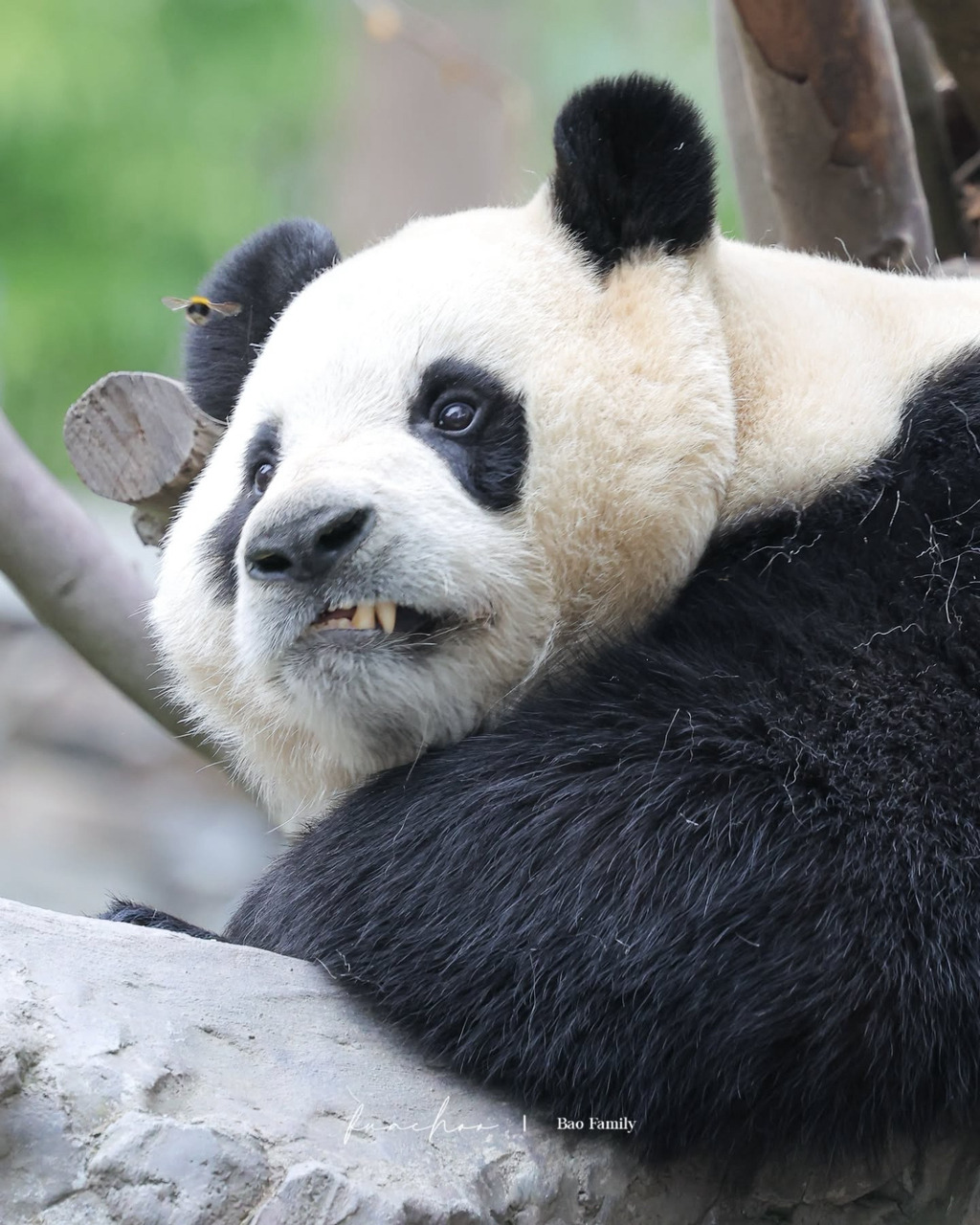 중국-가서도-참지않고-자존감-높게-살고있는-푸바오-5-이미지