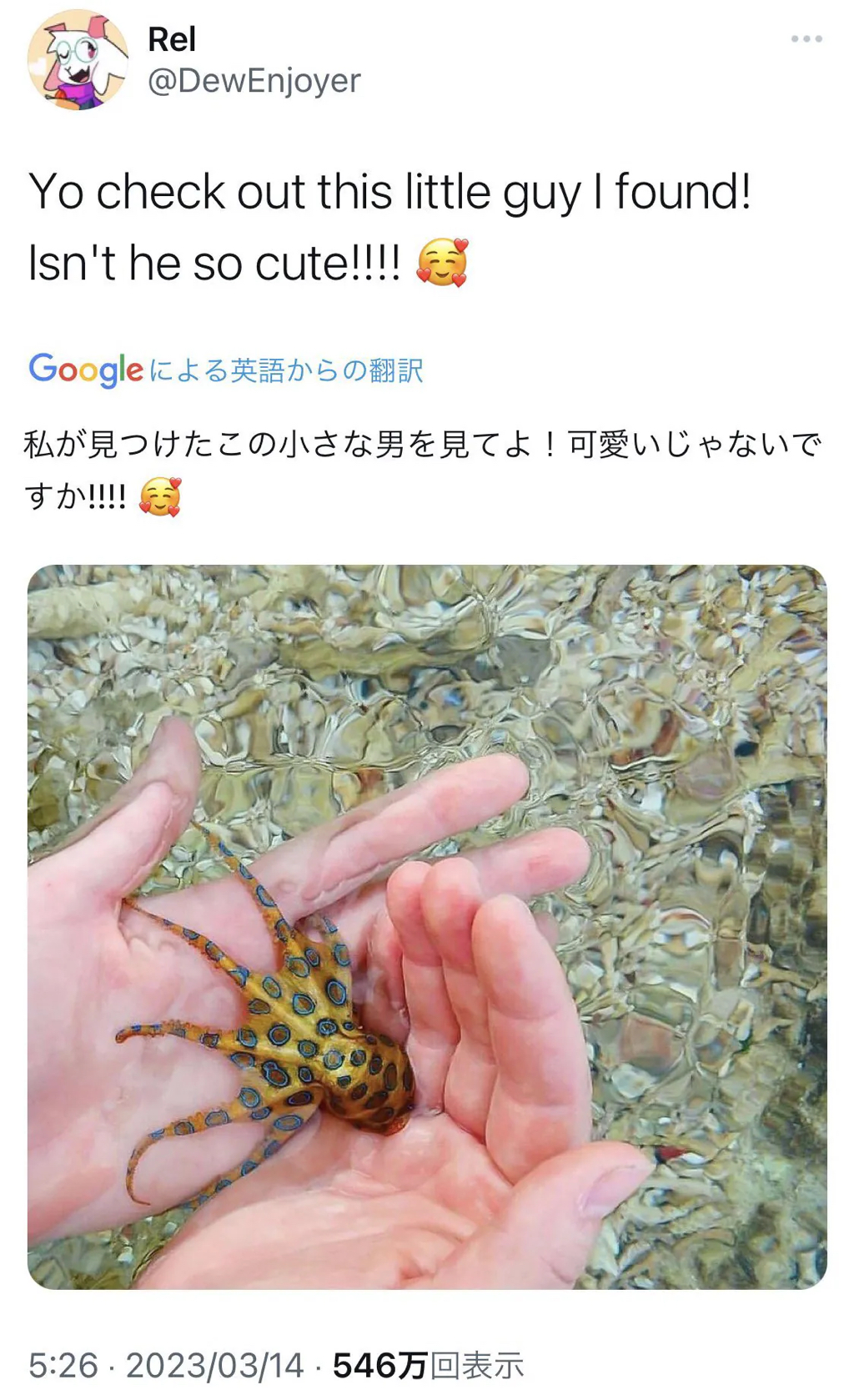 바다에서-귀여운-생물을-줍게된-사람.jpg-0-이미지