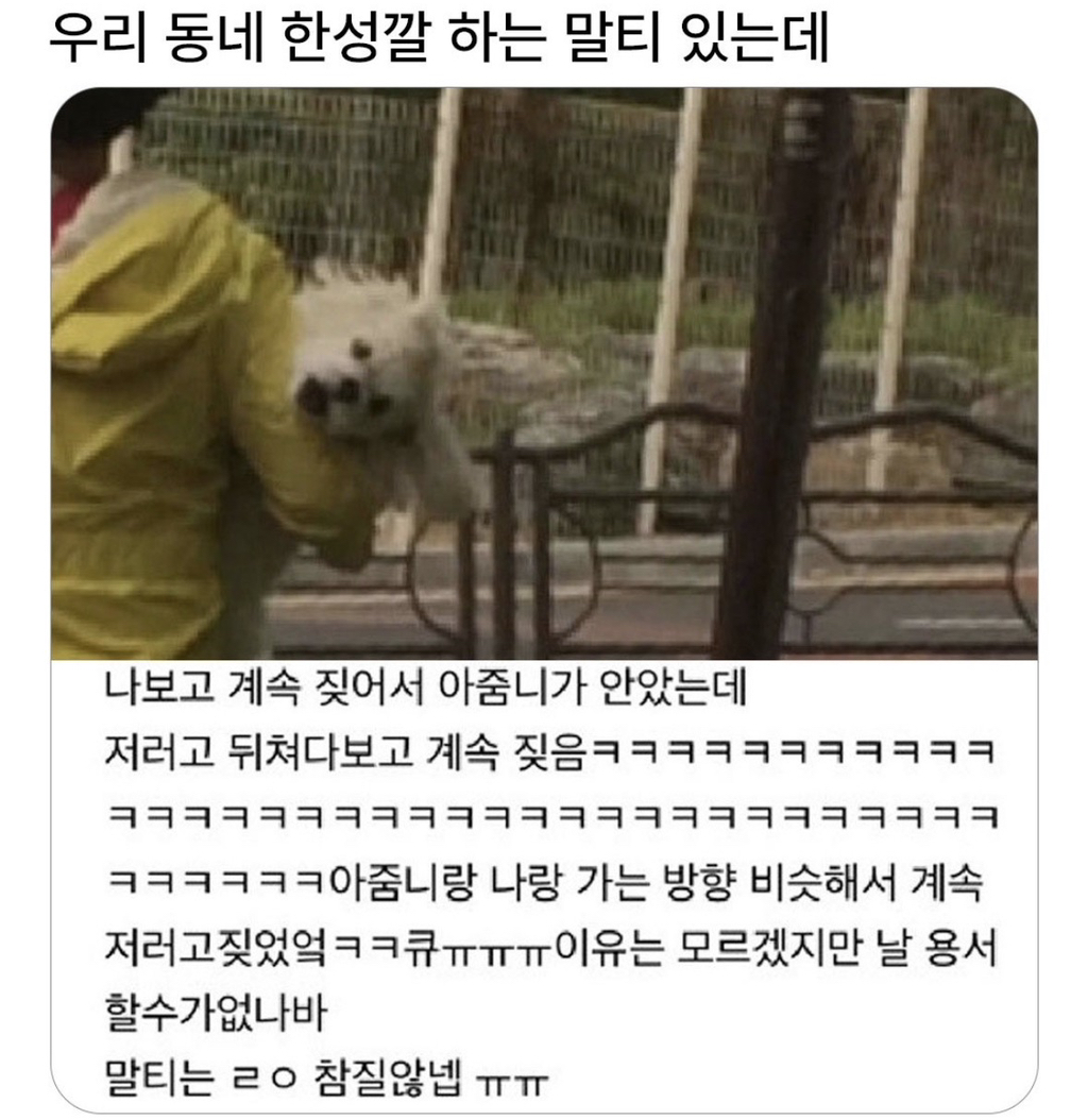우리-동네-한-성깔하는-말티가-있는데.jpg-1-이미지