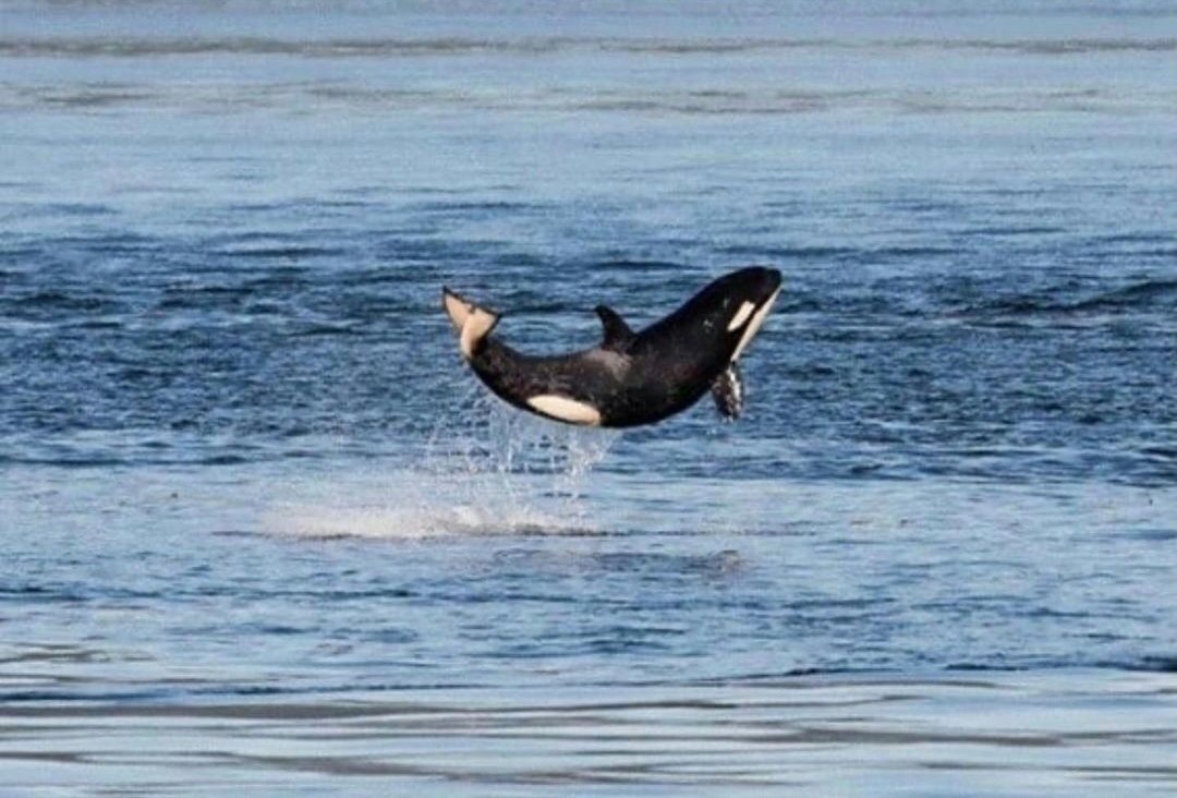 아기-범고래의-힘찬-도약-1-이미지