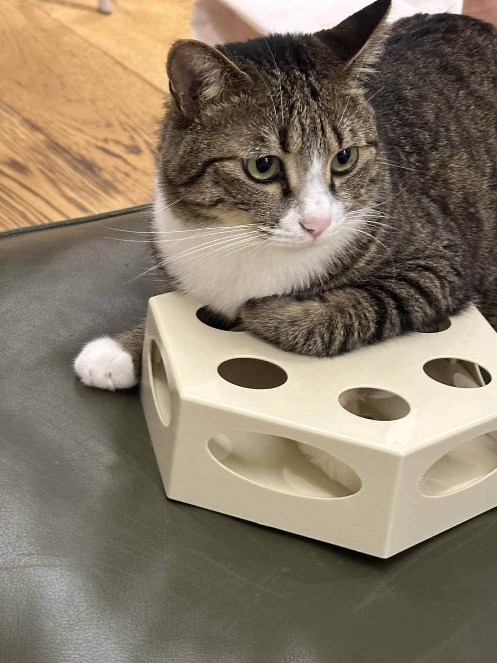 우리집-고양이가-눈안보이는-노견-지켜줘-2-이미지