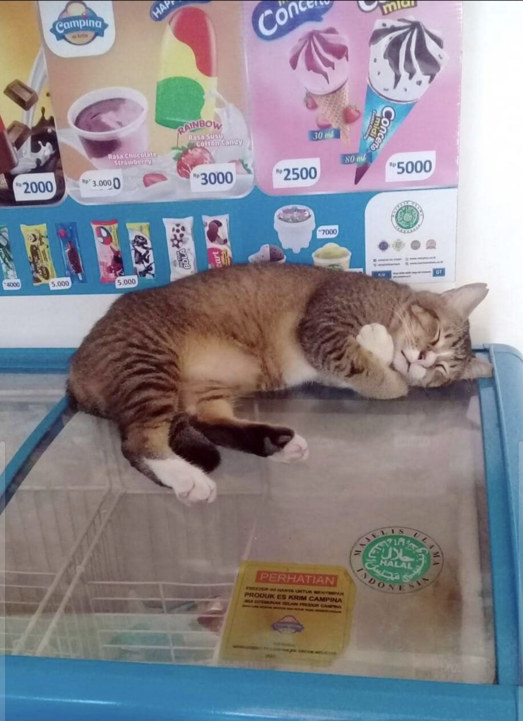 오늘-집인데도-왜케-춥냐옹-0-이미지