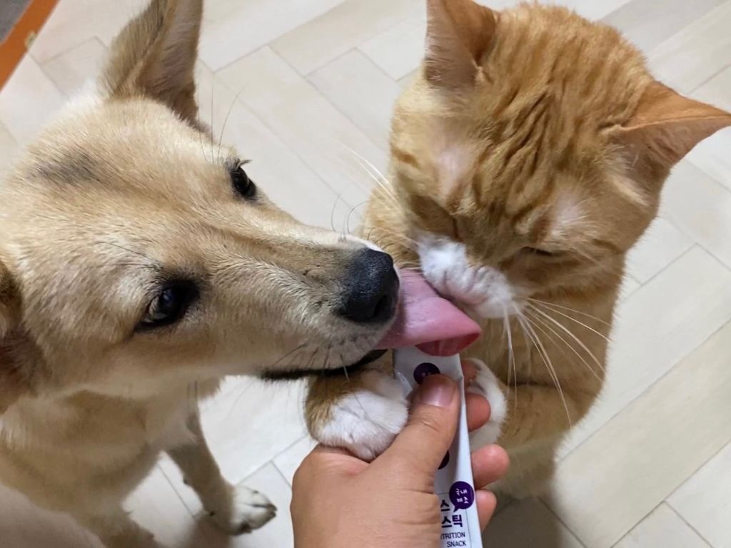 강아지-고양이-혀-크기-차이-0-이미지