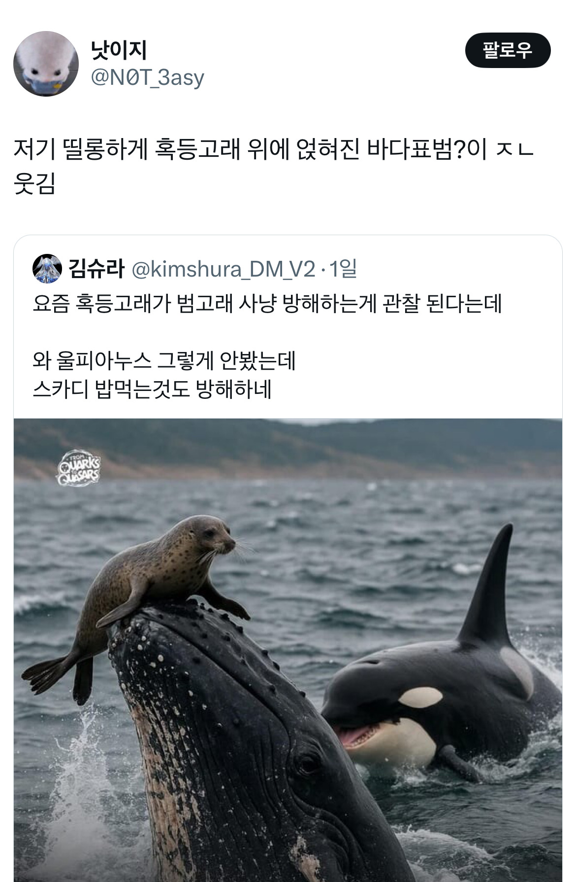 요즘-혹등고래가-범고래-사냥-방해하는게-관찰-된다는데.twt-1-이미지