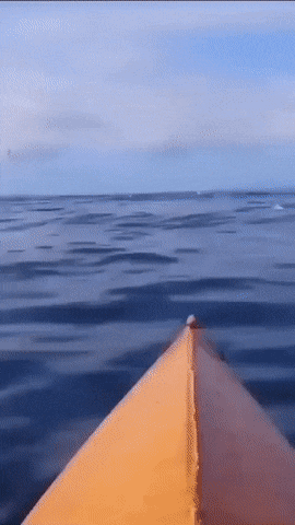 배타고-나갔다가-만난-'혹등고래'-0-이미지