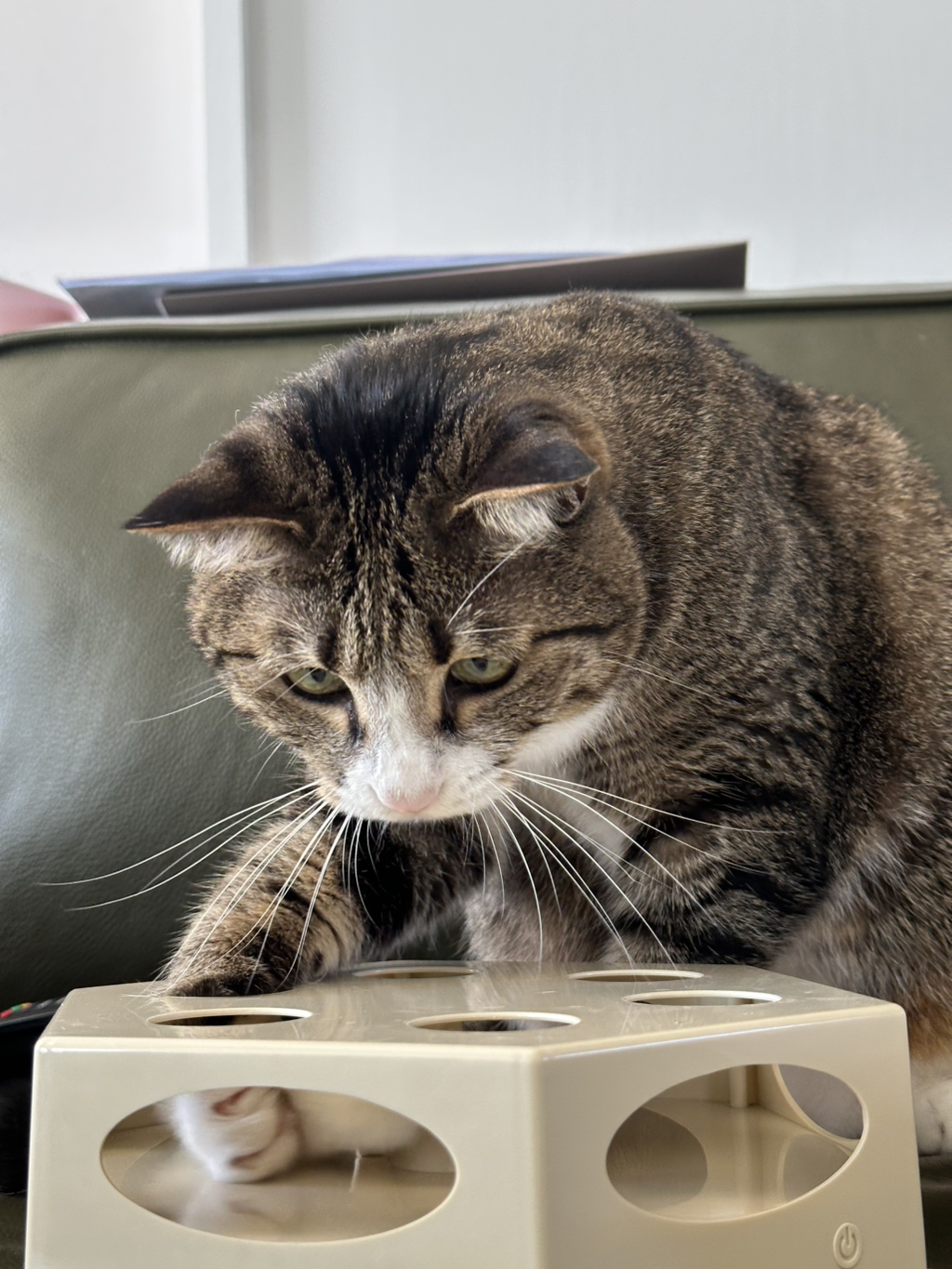 우리집-고양이가-눈안보이는-노견-지켜줘-1-이미지