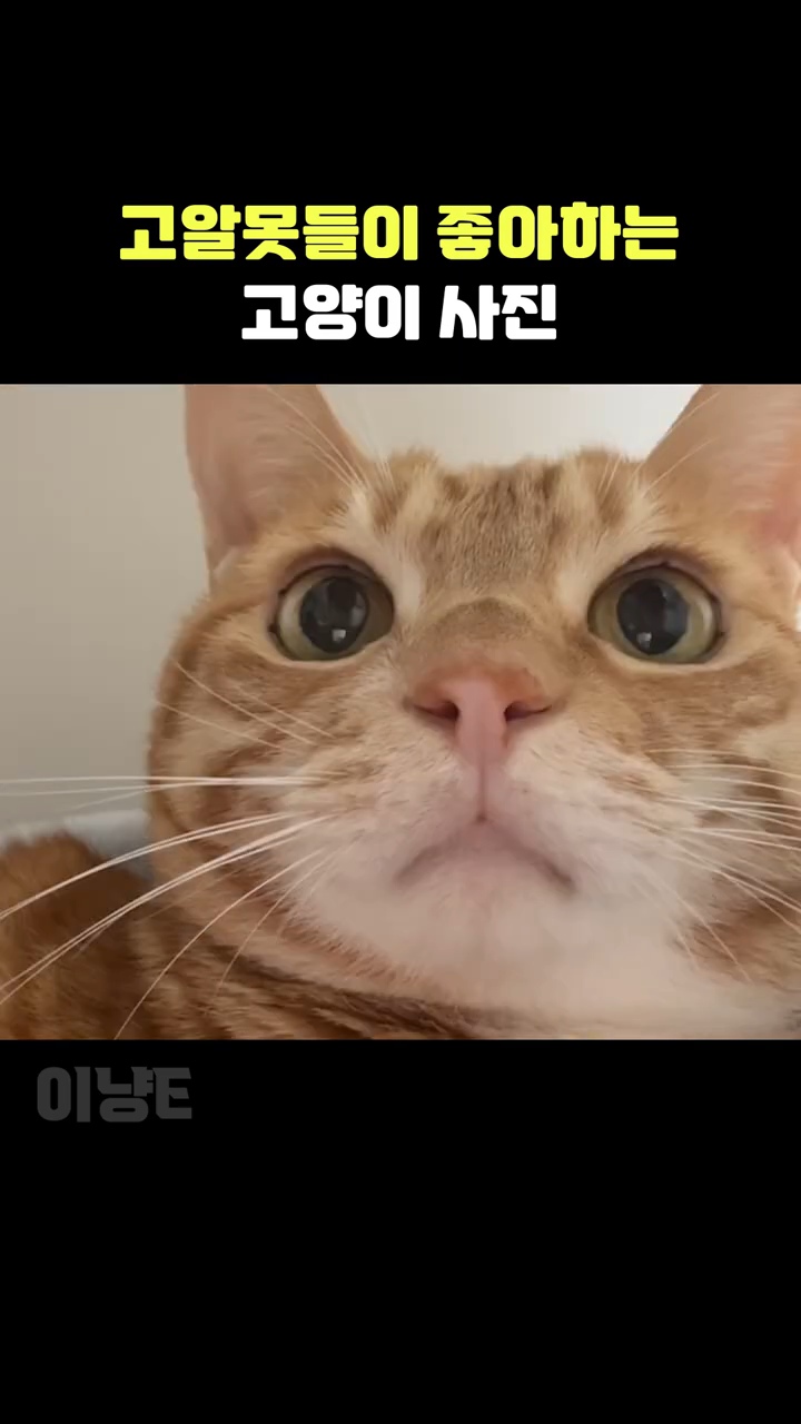 고알못들이-좋아하는-고양이-사진-vs-고잘알들이-좋아하는-고양이-사진-3-이미지