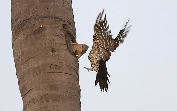 “잠-좀-자자!”-소음공해에-뿔난-다람쥐,-나무-쪼던-딱따구리-혼쭐-2-이미지