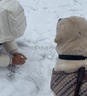 집사가-만든-눈사람-박살내는-멍멍이-0-이미지