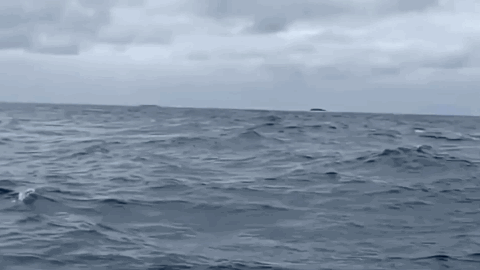 배타고-나갔다가-만난-'혹등고래'-1-이미지