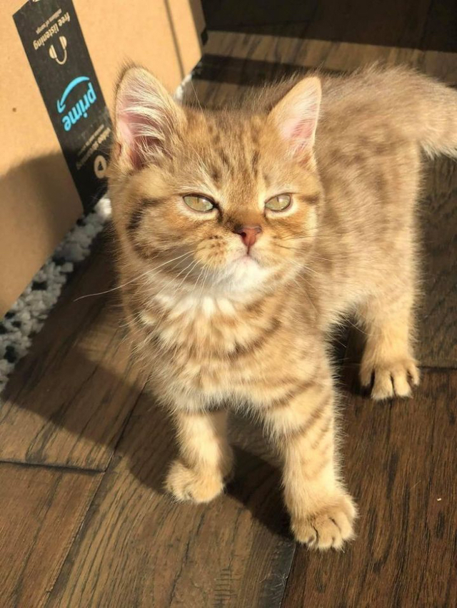 고양이들-자기만의-스케쥴-있는거-귀여움.jpg-0-이미지