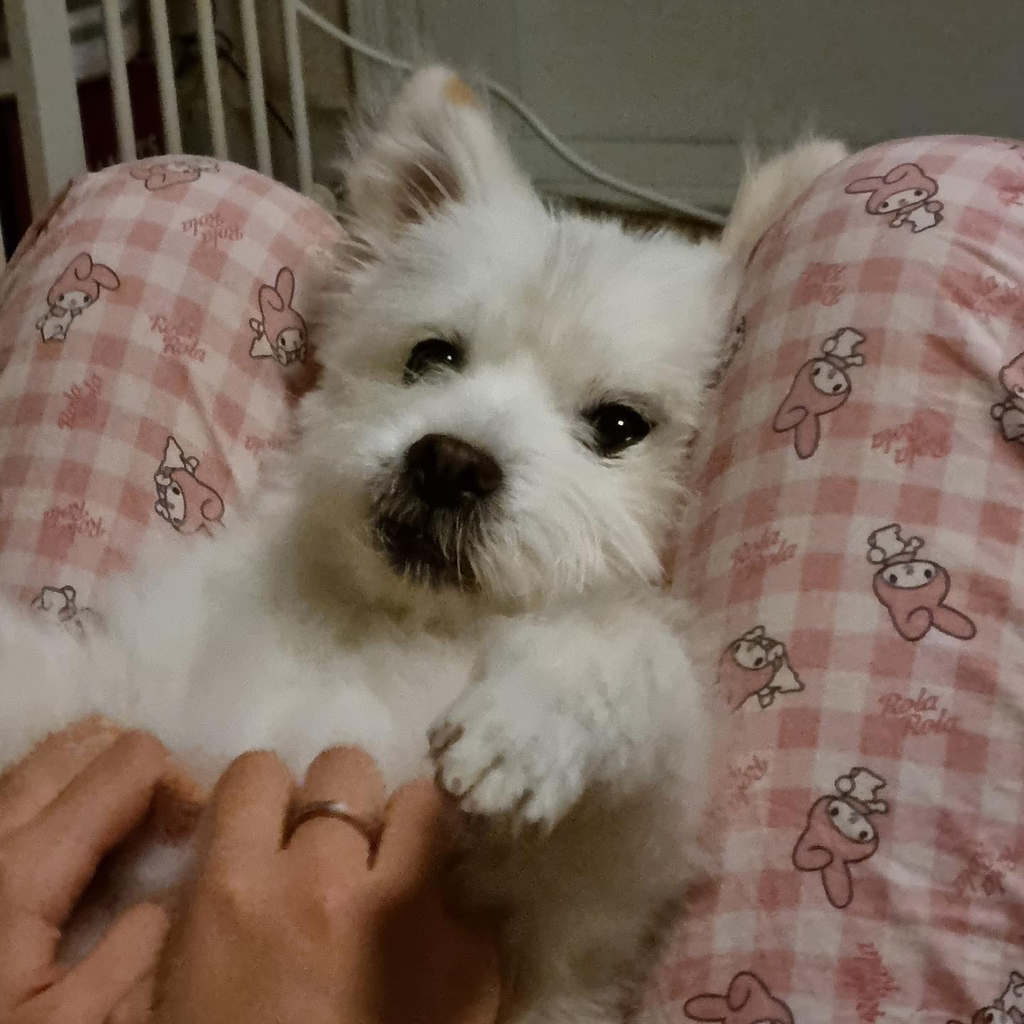 주댕이-털-면도했는데-이거-어캄?!!!-43-이미지