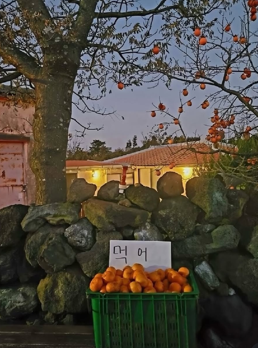 제주도-인심-0-이미지