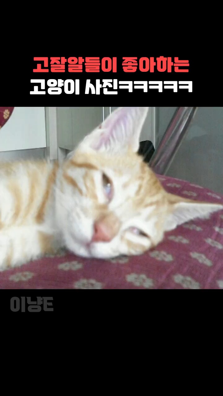 고알못들이-좋아하는-고양이-사진-vs-고잘알들이-좋아하는-고양이-사진-4-이미지