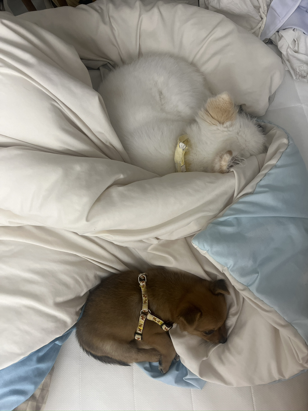 주댕이-털-면도했는데-이거-어캄?!!!-29-이미지