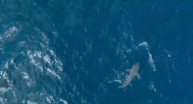 상어가-범고래랑-싸움이-불가능한-이유-1-이미지