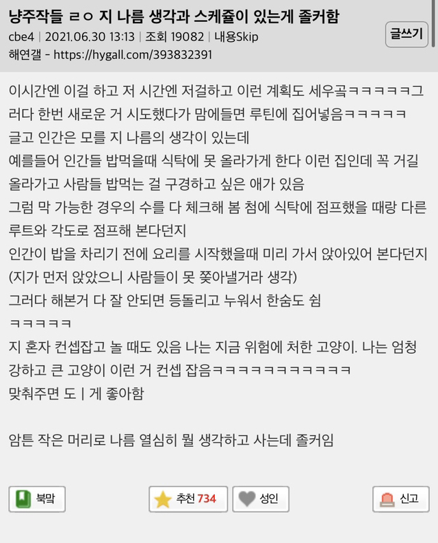 고양이들-자기만의-스케쥴-있는거-귀여움.jpg-1-이미지