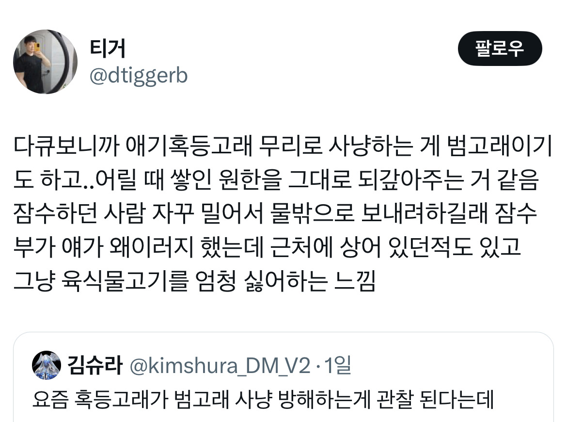 요즘-혹등고래가-범고래-사냥-방해하는게-관찰-된다는데.twt-4-이미지